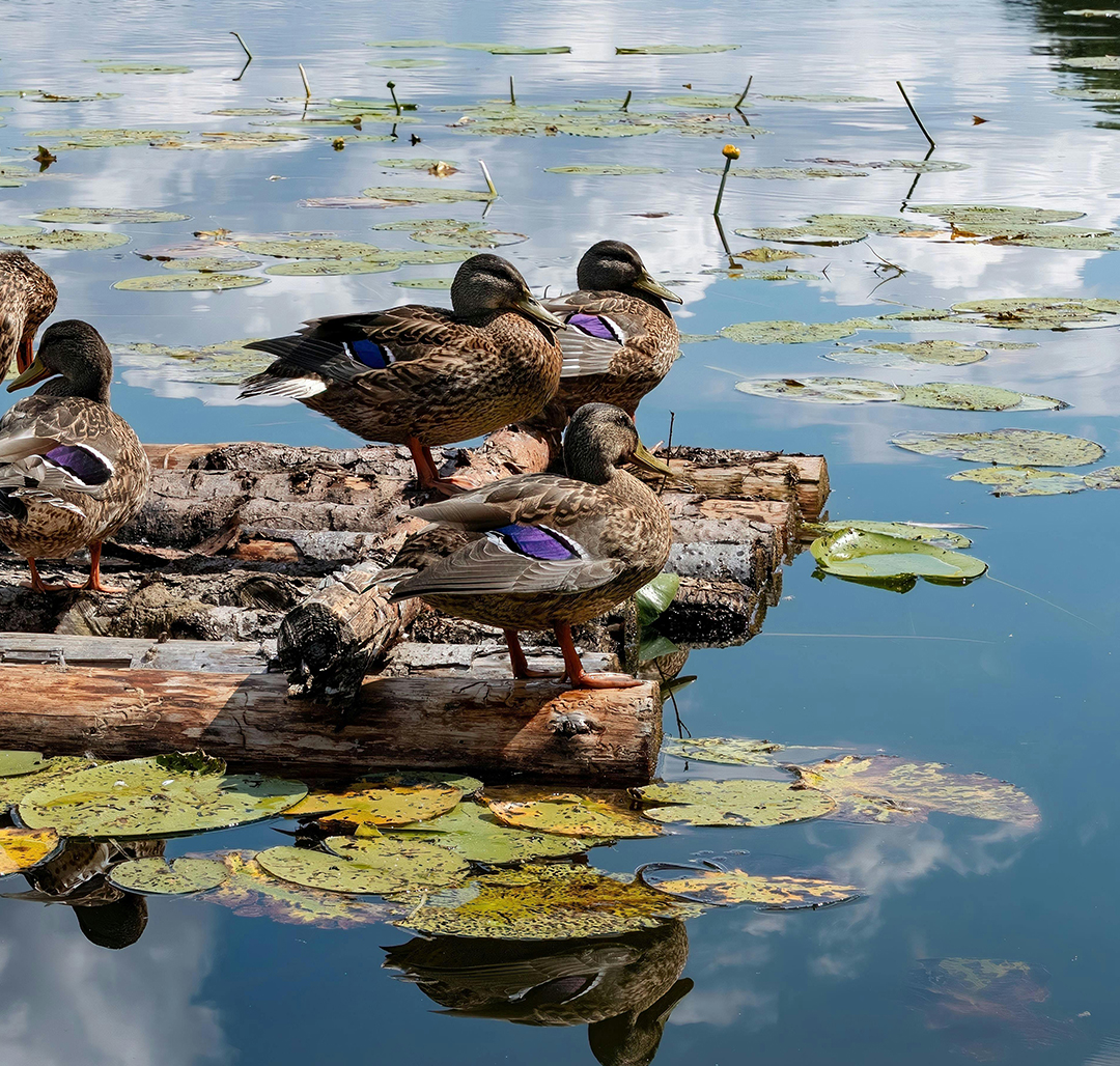 Orang Wetlands Park